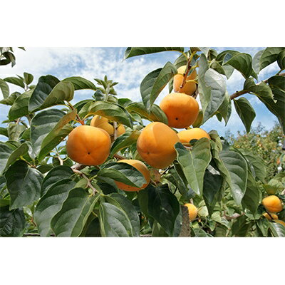 【ふるさと納税】国城観光農園のたねなし柿28～36個入(L～3Lサイズ)【1151747】 サムネイル2