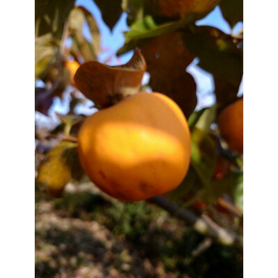 【ふるさと納税】吊るし柿用生渋柿(百目柿、江戸柿)　12～18個入り【1393085】 サムネイル2