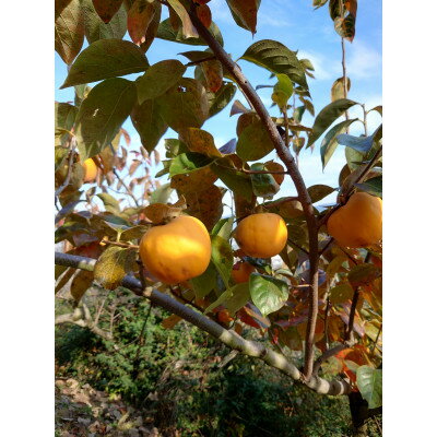 【ふるさと納税】吊るし柿用生渋柿(百目柿、江戸柿)　12～18個入り【1393085】 サムネイル3