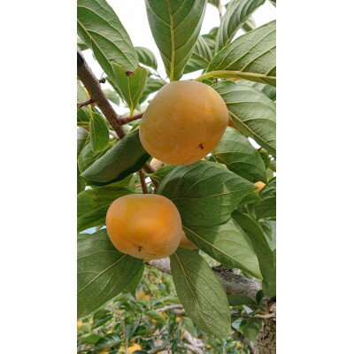 たねなし柿(訳あり品)12～15個入り【1393923】