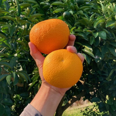 【ふるさと納税】【2026年1月以降順次発送】和歌山産　八朔(ご家庭用サイズ混合約10kg箱)【1496235】 サムネイル2