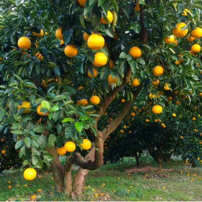 【ふるさと納税】【2026年1月以降順次発送】和歌山産　八朔(ご家庭用サイズ混合約10kg箱)【1496235】 サムネイル3