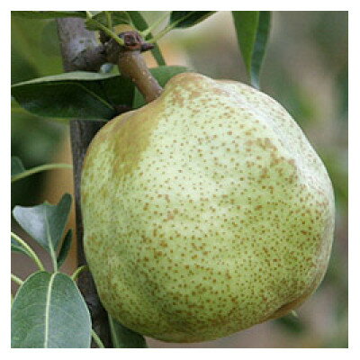 【ふるさと納税】紀州育ちのラ・フランス 1.8kg入り【配送不可地域：離島・北海道・沖縄県】【1497396】 サムネイル2