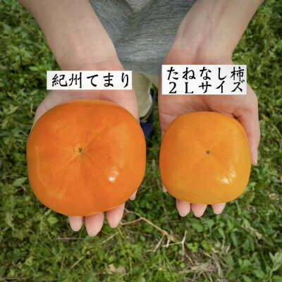 【ふるさと納税】極上果汁!紀州てまり柿 A級スペシャルオレンジパッケージ版 4Lサイズ以上 7～8玉入【1582433】 サムネイル3