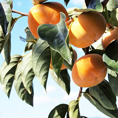 【ふるさと納税】秋の味覚 「たねなし柿」 10～12玉入り【1021236】 サムネイル2