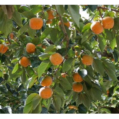 【ふるさと納税】秋の味覚 「たねなし柿」 10～12玉入り【1021236】 サムネイル3