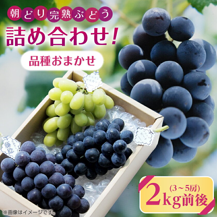 【2026年・発送】朝どり完熟ぶどうの詰め合わせ_ 品種おまかせ 旬の葡萄 詰め合わせ ぶどう 種なし 朝どり 完熟 完熟ぶどう 果物 フルーツ 和歌山県 橋本市 人気 おすすめ 送料無料 プレゼント 贈答 ギフト 【配送不可地域：離島・沖縄県】【1017700】