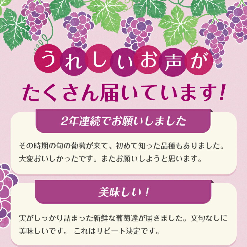 【ふるさと納税】【2026年・発送】朝どり完熟ぶどうの詰め合わせ_ 品種おまかせ 旬の葡萄 詰め合わせ ぶどう 種なし 朝どり 完熟 完熟ぶどう 果物 フルーツ 和歌山県 橋本市 人気 おすすめ 送料無料 プレゼント 贈答 ギフト 【配送不可地域：離島・沖縄県】【1017700】 - 画像2