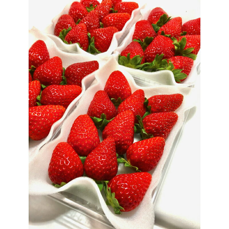 和歌山のいちご 「大粒まりひめ」4パック（A460-2）