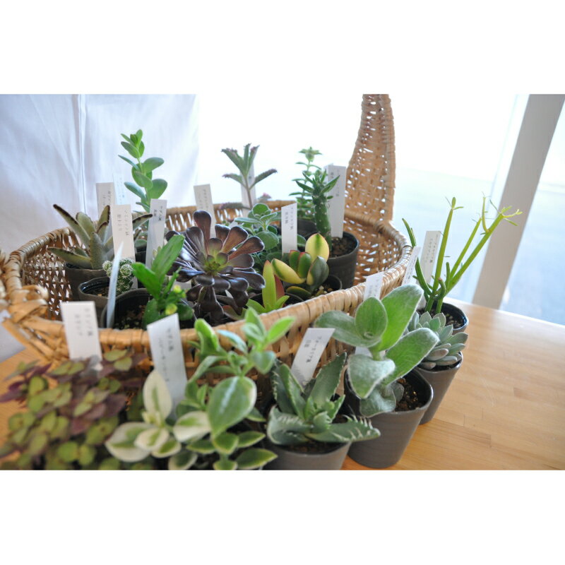 【ふるさと納税】おまかせ多肉植物詰め合わせ（40種）(A161-1) - 画像3