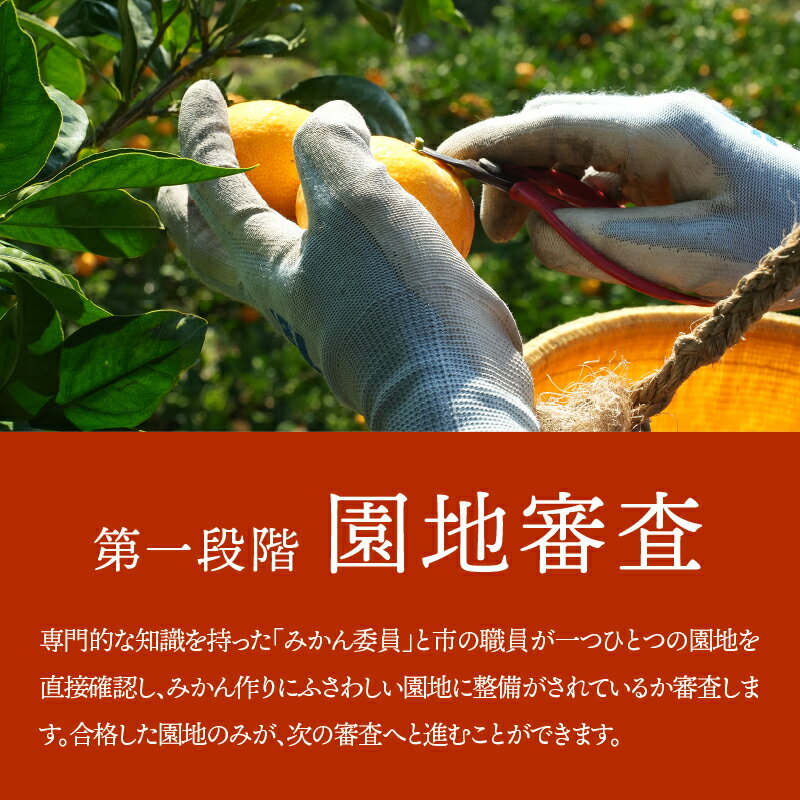 【ふるさと納税】 認定有田みかん「未来への虹 至宝」 日本初自治体認定 フルーツ 送料無料 産地直送 甘い 濃厚 コク 本場 和歌山 ブランド柑橘 果物 フルーツ ギフト 贈答用 家庭用 和歌山県有田市 (A1-2) サムネイル2