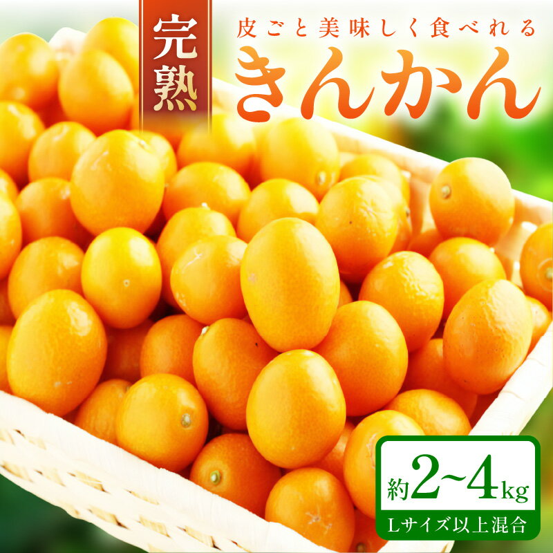 完熟きんかん/金柑 約2kg～4kg 秀品 和歌山産≪先行予約2026年2月頃より順次発送分≫ フルーツ 果物 くだもの きんかん 柑橘 金柑 先行予約 国産 人気 おすすめ ジャム おやつ デザート