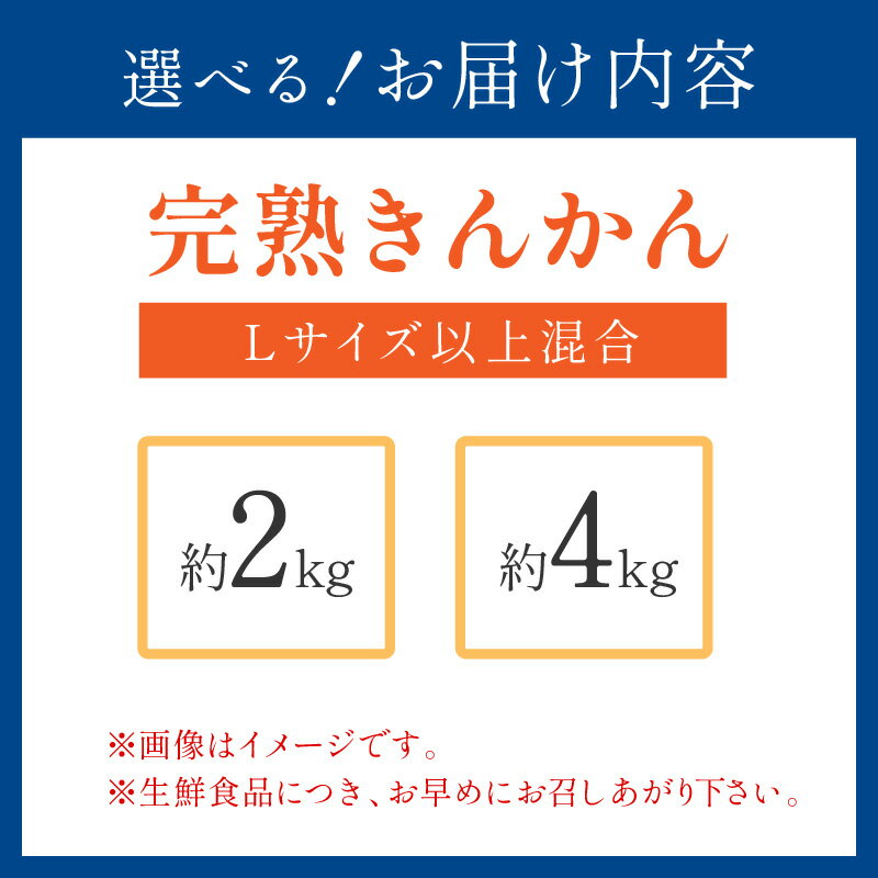 【ふるさと納税】完熟きんかん/金柑 約2kg～4kg 秀品 和歌山産≪先行予約2026年2月頃より順次発送分≫ フルーツ 果物 くだもの きんかん 柑橘 金柑 先行予約 国産 人気 おすすめ ジャム おやつ デザート サムネイル2