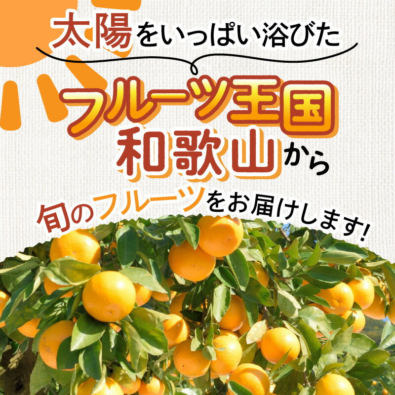 【ふるさと納税】フルーツ王国和歌山のフルーツセット 1回 2回 4回 定期便 ふるさと納税 フルーツセット ふるさと納税 くだもの ふるさと納税 果物 ふるさと納税 フルーツ ふるさと納税 フルーツ詰め合わせ お楽しみ 送料無料 サムネイル3