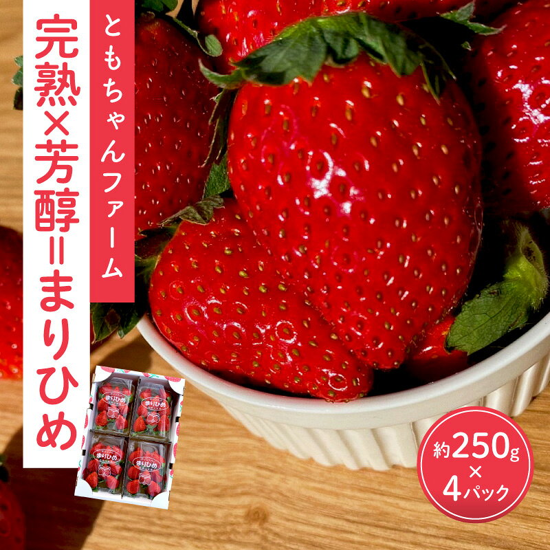 「完熟×芳醇=まりひめ」4パック（約250g×4）≪先行予約≫2026年1月上旬より順次発送予定【配送不可地域：北海道・沖縄・離島】 いちご 苺 イチゴ フルーツ くだもの 果物 旬 パック 送料無料 数量限定 ふるさと納税 イチゴ 予約 先行予約