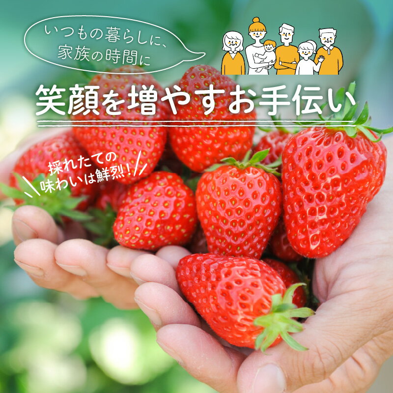 【ふるさと納税】和歌山県オリジナルいちご『完熟まりひめ』大粒6パック《先行予約》2026年4月頃から順次発送【配送不可地域：北海道・青森・秋田・岩手・沖縄・離島】 ふるさと納税 いちご 予約 先行予約 甘い ふるさと納税 イチゴ 苺 大きい フルーツ 送料無料 数量限定 サムネイル3