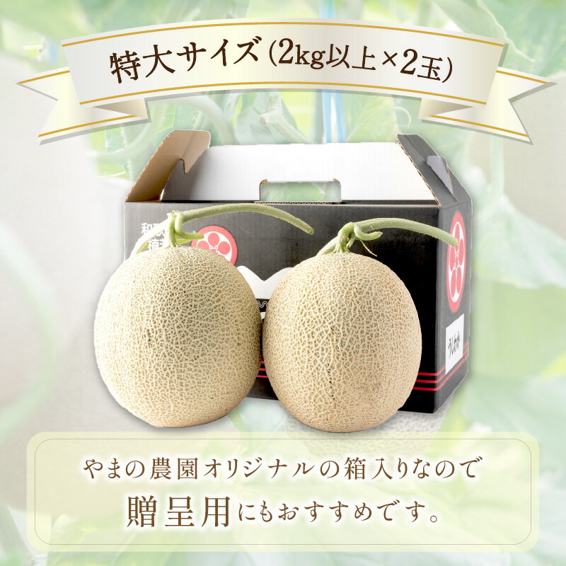 【ふるさと納税】やまの農園　感謝のメロン～一期一会「うしわか」～≪先行予約≫【2026年7月中旬より順次発送予定】 フルーツ メロン マスクメロン 特大2玉 送料無料 数量限定 予約 先行予約 ふるさと納税 メロン サムネイル3
