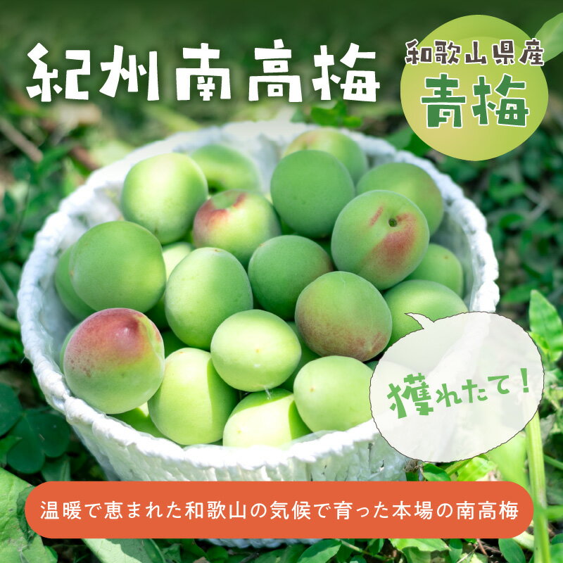 【ふるさと納税】和歌山県産　紀州南高梅　青梅【約3kg】≪先行予約2026年6月初旬頃より順次発送予定分≫ サムネイル2