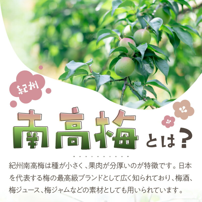 【ふるさと納税】和歌山県産　紀州南高梅　青梅【約3kg】≪先行予約2026年6月初旬頃より順次発送予定分≫ サムネイル3