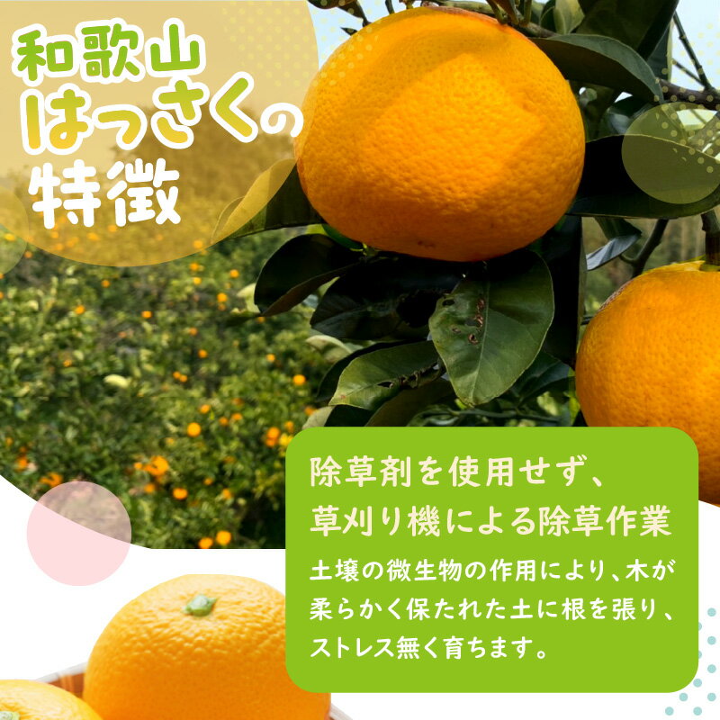 【ふるさと納税】爽やかな甘み！　和歌山はっさく 約5kg 約10kg ≪先行予約2026年3月頃より順次発送予定分≫ みかん 蜜柑 フルーツ 果物 期間限定 先行予約 ふるさと納税 はっさく 八朔 サムネイル3