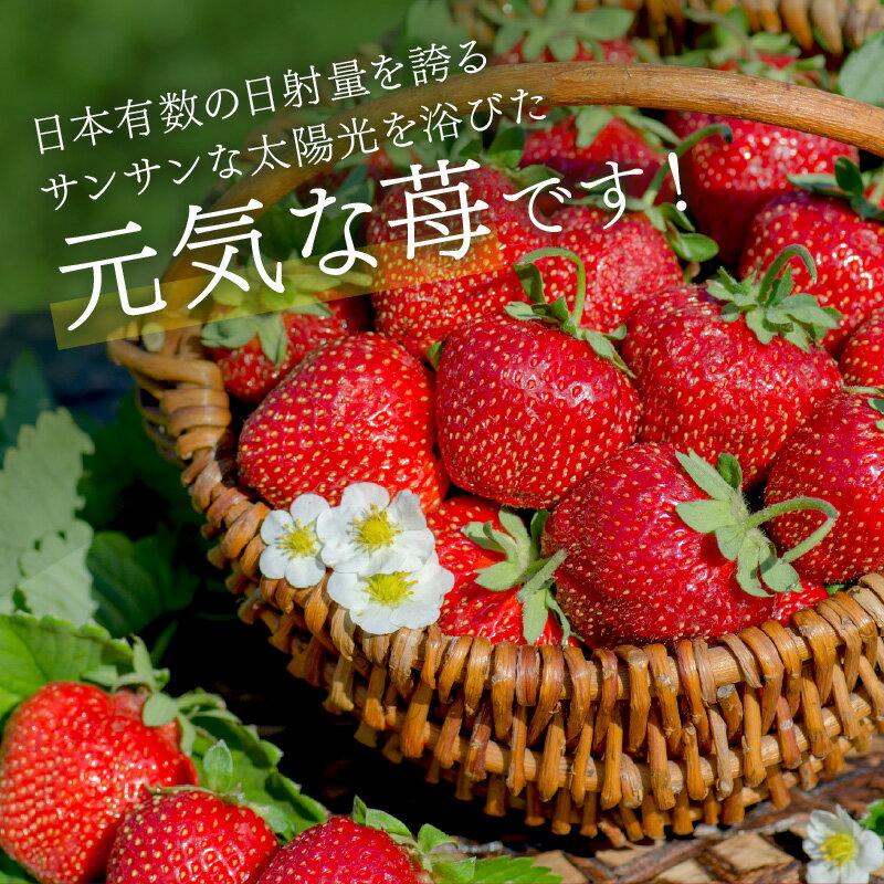 【ふるさと納税】《全国いちご選手権2022年第2位・2023年第3位！》農家直送 完熟まりひめ（和歌山県オリジナルブランド いちご）4パック《先行予約》【配送不可地域：北海道・沖縄・離島】ふるさと納税 いちご 予約 先行 甘い 苺 ふるさと納税 イチゴ 予約 フルーツ 果物 サムネイル3