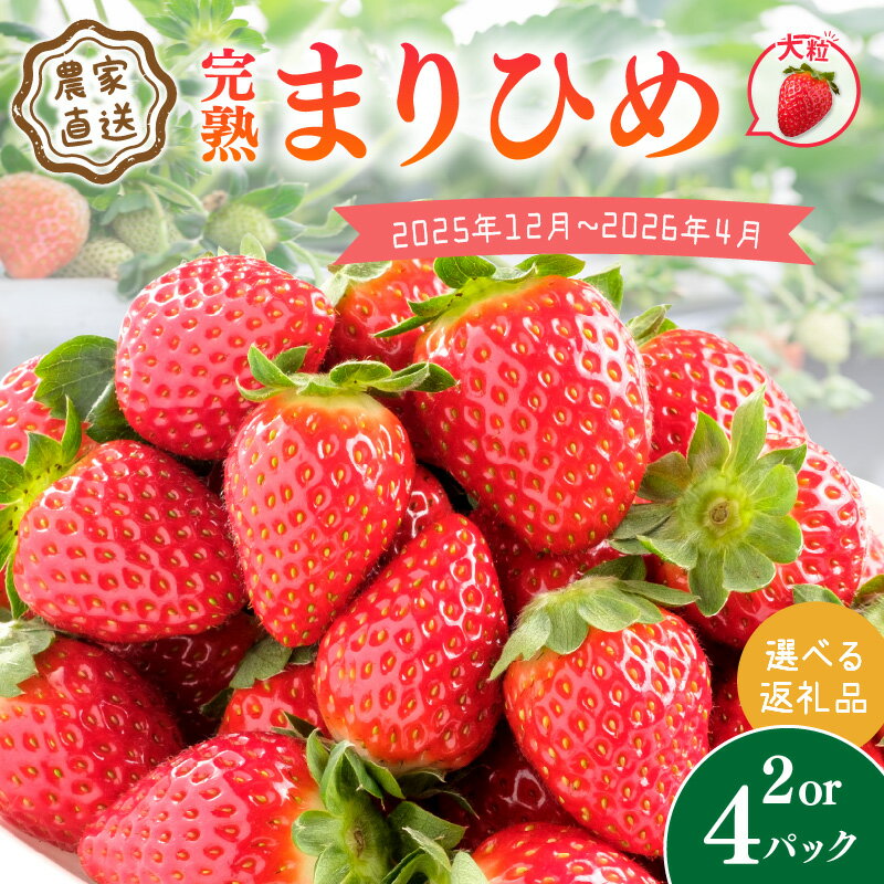農家直送！大粒完熟まりひめ いちご 2パック 4パック 《先行予約》 【配送不可地域：北海道・沖縄・離島】 ふるさと納税 いちご 予約 先行予約 ふるさと納税 苺 ふるさと納税 イチゴ ふるさと納税 フルーツ くだもの 果物 旬 パック 送料無料 数量限定