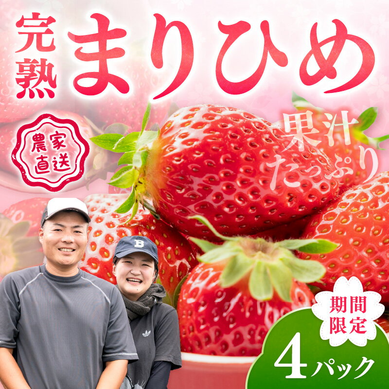 【ふるさと納税】農家直送！まりひめ　いちご　4パック（限定価格）《先行予約》2026年4月より順次発送【配送不可地域：北海道・沖縄・離島】 いちご 苺 イチゴ フルーツ くだもの 果物 旬 パック 送料無料 ふるさと納税 いちご 予約 先行予約 サムネイル2