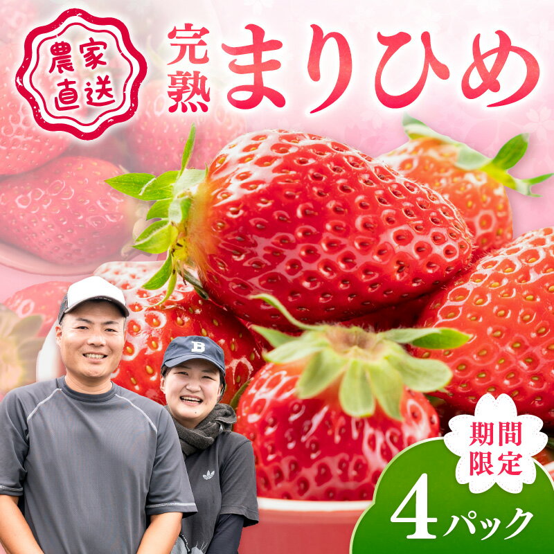 農家直送！まりひめ　いちご　4パック（限定価格）《先行予約》2026年4月より順次発送【配送不可地域：北海道・沖縄・離島】 いちご 苺 イチゴ フルーツ くだもの 果物 旬 パック 送料無料 ふるさと納税 いちご 予約 先行予約