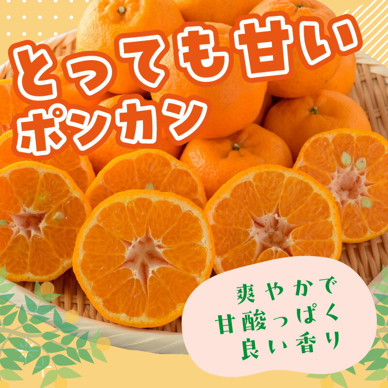 【ふるさと納税】ポンカン 7.5キロ《先行予約2026年1月中旬頃より順次発送予定》 サムネイル2