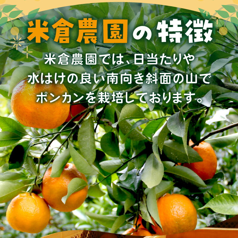 【ふるさと納税】ポンカン 7.5キロ《先行予約2026年1月中旬頃より順次発送予定》 サムネイル3