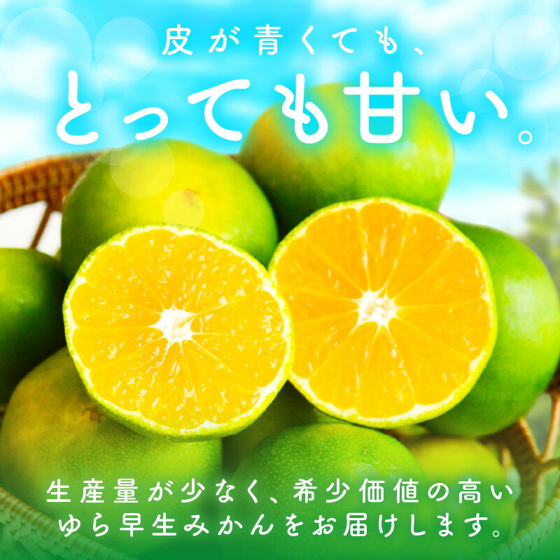 【ふるさと納税】【0162-3】糖度抜群！ゆら早生（みかん）≪先行予約≫ サムネイル2