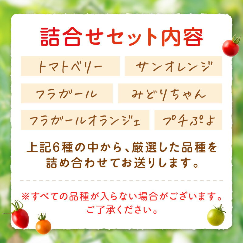 【ふるさと納税】ミニトマトセット（おまかせ詰め合わせ）約1.4kg 約2kg《先行予約》 サムネイル2
