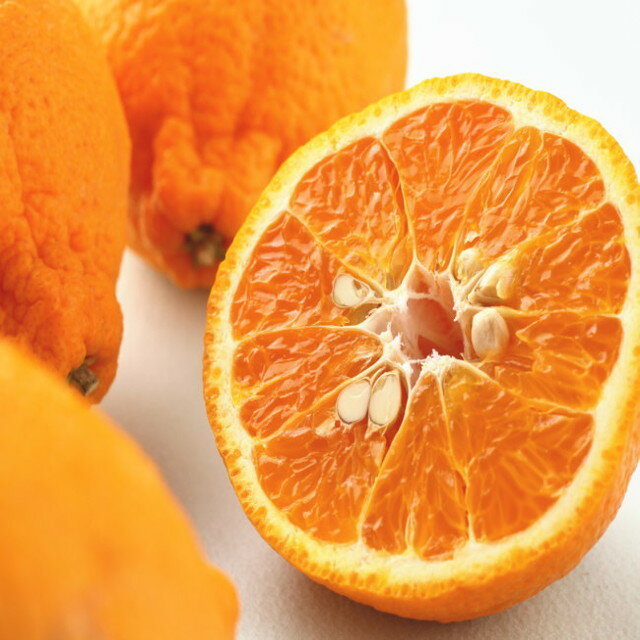 【ふるさと納税】和歌山産 しらぬひ【デコポン】約4.5kg 濃厚春みかん≪2026年2月下旬頃より順次発送分≫ サムネイル2