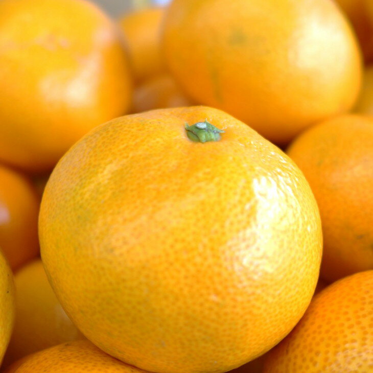 【ふるさと納税】和歌山の完熟みかん5kg 紀州日高地方からお届けします!《先行予約》みかん 予約 先行予約 ミカン 温州みかん 和歌山 人気 ダントツ 甘い 果物 フルーツ 送料無料 サムネイル3