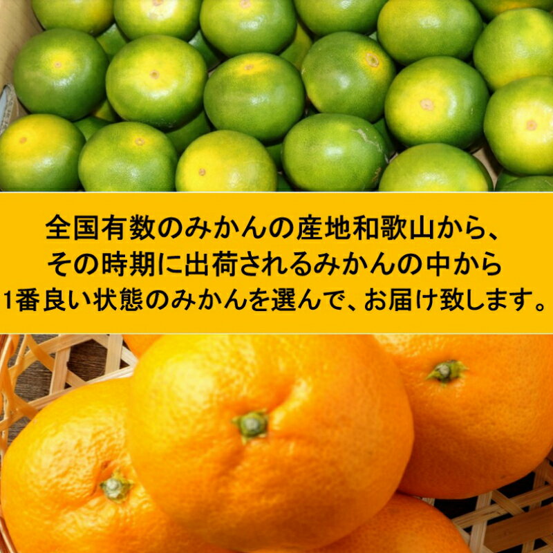 【ふるさと納税】厳選みかん定期便　約5kg　2回（11月、12月） サムネイル2