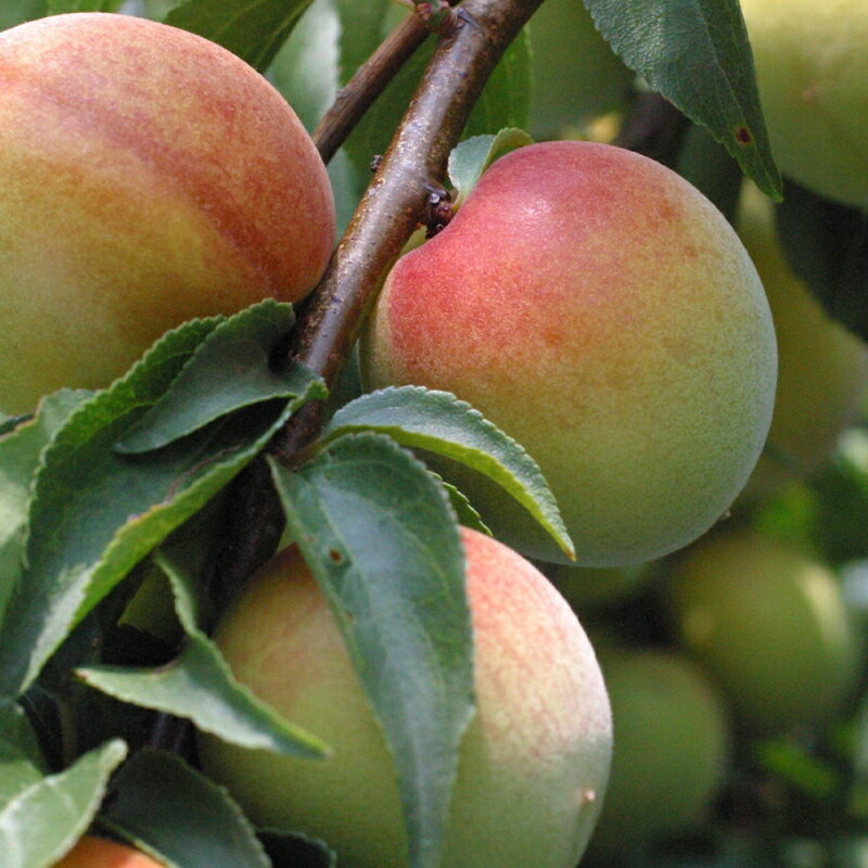 【ふるさと納税】ねばねば梅こんぶドレッシング 250ml×2本 / 和歌山 和歌山県 田辺市 紀州南高梅 南高梅 梅干し 梅干 梅 北海道産こんぶ 昆布 ノンオイル ドレッシング トッピング サラダ サムネイル3