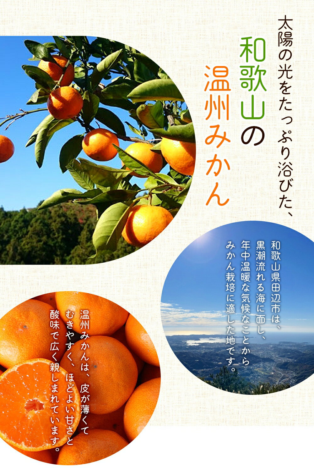 【ふるさと納税】\リピート多数！/【大人気柑橘】ちぃちゃいおみかん「甘ちゃん。」【小玉みかん】約1.5kg~4kg【選べる容量】 ※2026年12月上旬〜下旬頃に順次発送予定【期間限定・先行予約・2026/11/30まで】 / みかん ミカン 柑橘 温州みかん 和歌山県 小玉 小粒 - 画像3