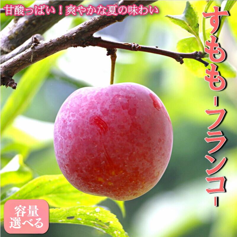 先行予約 すもも（フランコ）【選べる容量】 1kg 2kg 4kg ※2026年6月中旬～7月中旬頃に順次発送予定【期間限定・2026/6/20まで】 / スモモ お取り寄せ 期間限定 夏 フルーツ 果物 サンタローザ 和歌山県 田辺市