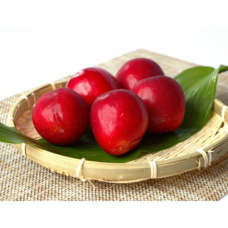 【ふるさと納税】 先行予約 すもも（フランコ）【選べる容量】 1kg 2kg 4kg ※2026年6月中旬～7月中旬頃に順次発送予定【期間限定・2026/6/20まで】 / スモモ お取り寄せ 期間限定 夏 フルーツ 果物 サンタローザ 和歌山県 田辺市 サムネイル2