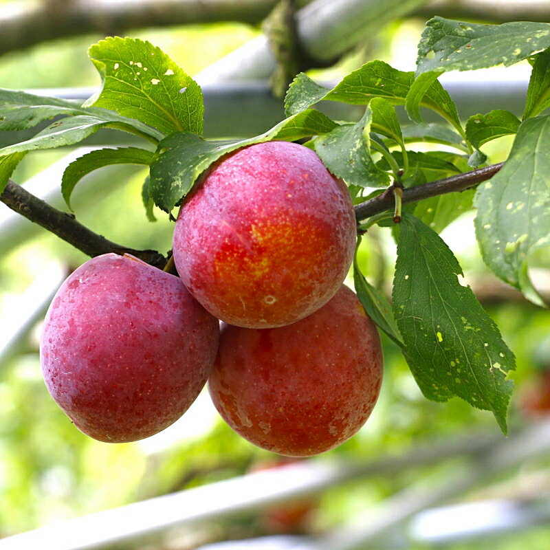 【ふるさと納税】 先行予約 すもも（フランコ）【選べる容量】 1kg 2kg 4kg ※2026年6月中旬～7月中旬頃に順次発送予定【期間限定・2026/6/20まで】 / スモモ お取り寄せ 期間限定 夏 フルーツ 果物 サンタローザ 和歌山県 田辺市 サムネイル3