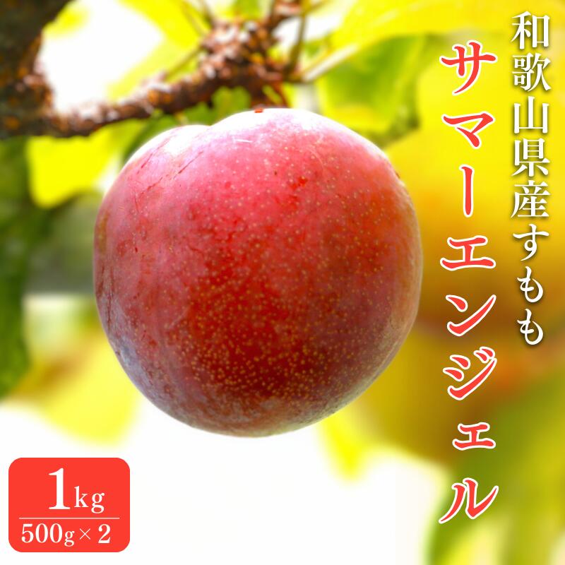 先行予約 すもも（サマーエンジェル）1kg ※6月中旬～7月中旬頃に順次発送予定【期間限定・数量限定・2026/6/20まで】 / スモモ お取り寄せ 期間限定 夏 フルーツ 果物 和歌山県 田辺市