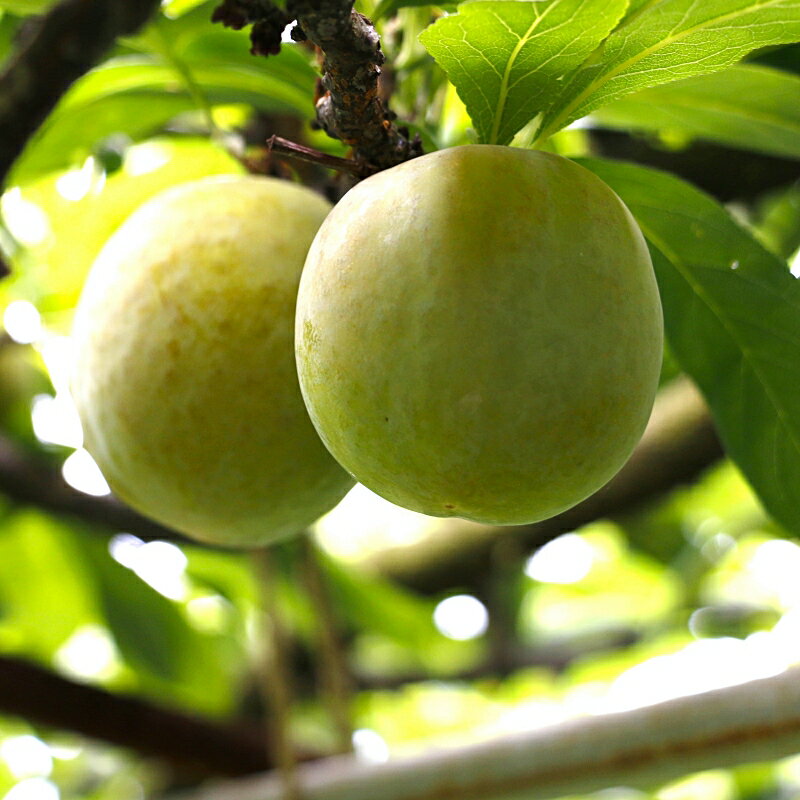 【ふるさと納税】 先行予約 すもも （ソルダム）【選べる容量】 1kg 2kg 4kg ※2026年6月中旬～7月中旬頃に順次発送予定【期間限定・数量限定・2026/6/20まで】 / スモモ お取り寄せ 期間限定 夏 フルーツ 果物 和歌山県 田辺市 サムネイル3