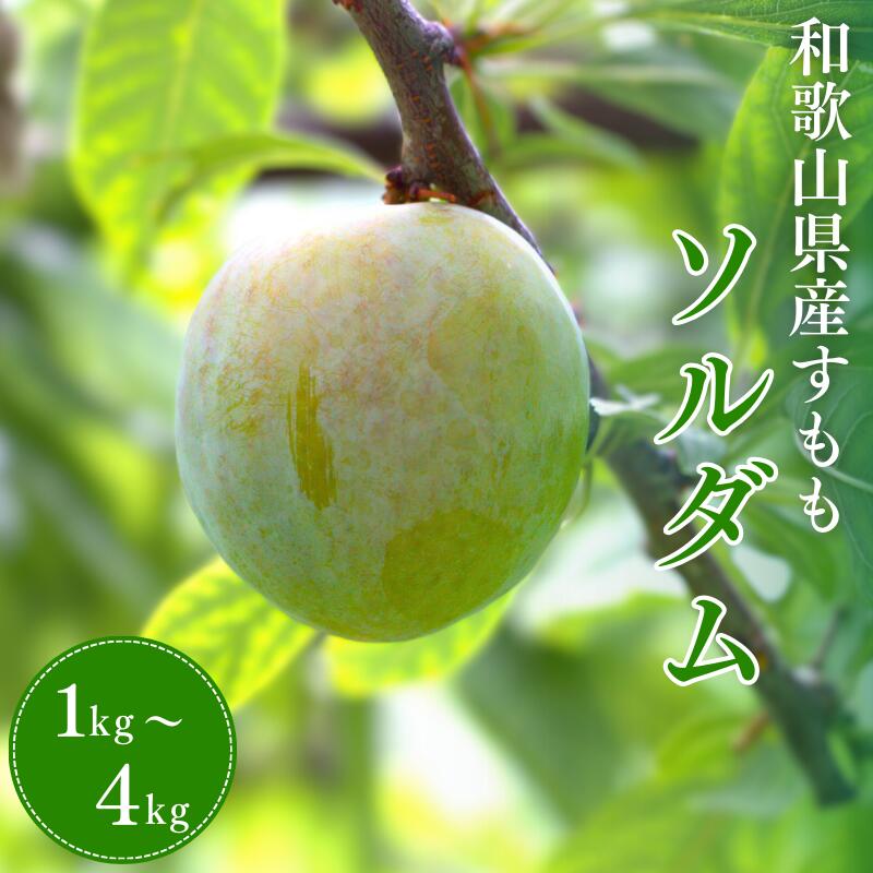 先行予約 すもも （ソルダム）【選べる容量】 1kg 2kg 4kg ※2026年6月中旬～7月中旬頃に順次発送予定【期間限定・数量限定・2026/6/20まで】 / スモモ お取り寄せ 期間限定 夏 フルーツ 果物 和歌山県 田辺市