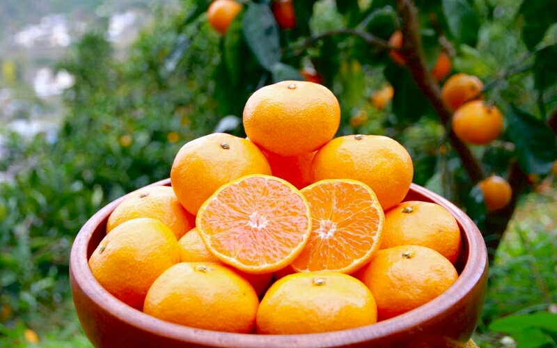 完熟早生みかん　宮川早生 1kgとドライフルーツのセット ※2025年12月から順次発送予定※（期間限定・11/30まで） / 和歌山県 ミカン フルーツ 果物 柑橘 田辺市