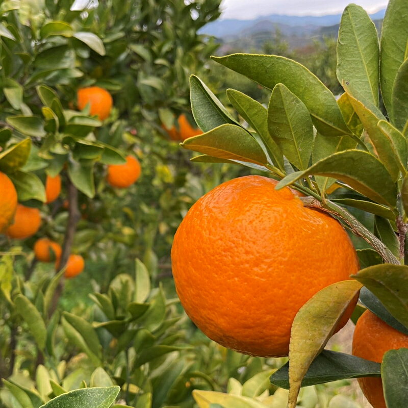 【期間限定・12/31まで】中山農園のポンカン 1kgとドライフルーツのセット ※1月以降順次発送予定※ / 和歌山県 ポンカン ぽんかん フルーツ 果物 柑橘 田辺市 イチジク いちじく 無花果