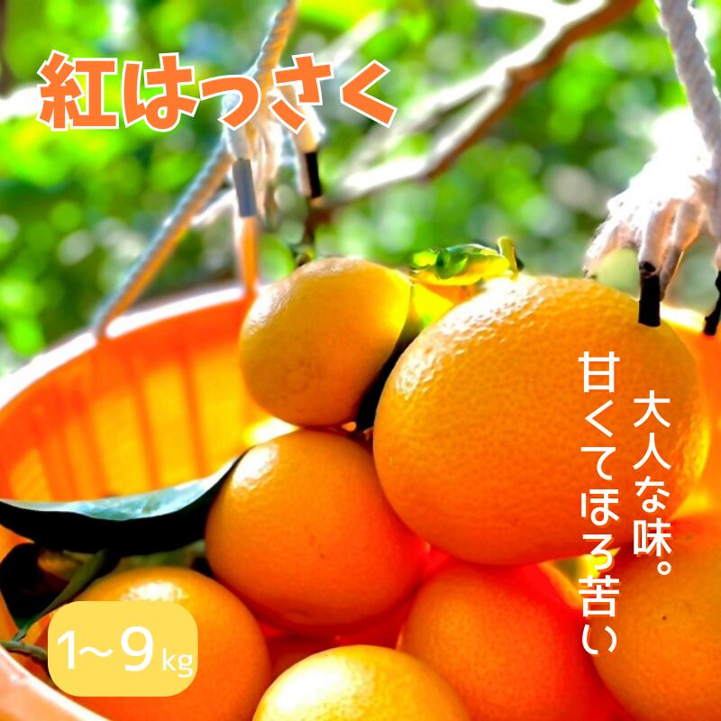 【期間限定・12/31まで】紅八朔 【選べる容量】 1kg 4kg 9kg 【先行予約】※1月下旬から順次発送予定※ / みかん ミカン 蜜柑 和歌山県 はっさく フルーツ 果物 柑橘 田辺市