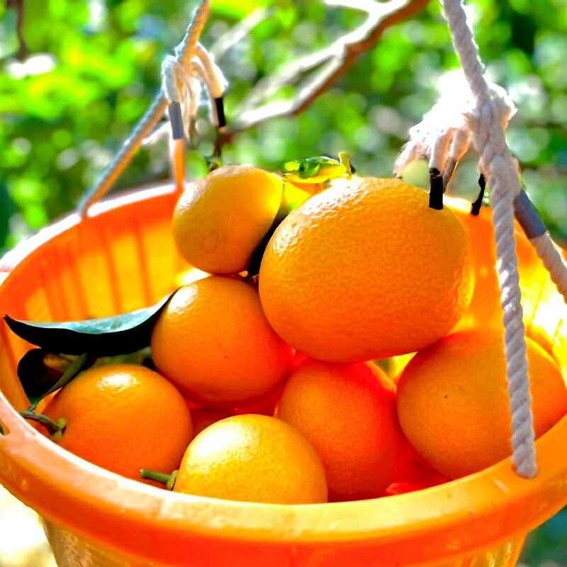 【期間限定・12/31まで】紅八朔1kgとドライフルーツのセット ※1月下旬以降順次発送予定※ / 和歌山県 八朔 はっさく フルーツ 果物 柑橘 田辺市 イチジク いちじく 無花果