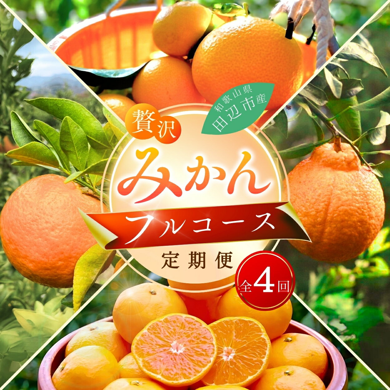 \リピート多数！/【大人気柑橘】 【4回定期便】和歌山 贅沢みかんフルコース ※2025年12月より発送（12/20まで）/ 宮川早生みかん・ポンカン・紅八朔・不知火 / 3kg 4kg 和歌山県 ミカン フルーツ 果物 柑橘 デコポン 高級 田辺市 みかん くだもの