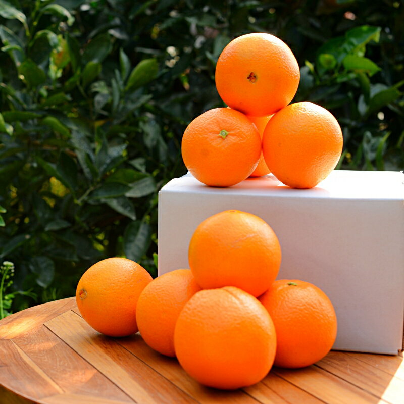 【ふるさと納税】【先行予約】ネーブルオレンジ【選べる容量2kg 5kg】※2026年3月上旬以降随時発送予定 / 田辺市 和歌山 みかん ミカン 柑橘 温州みかん フルーツ オレンジ ネーブル サムネイル3