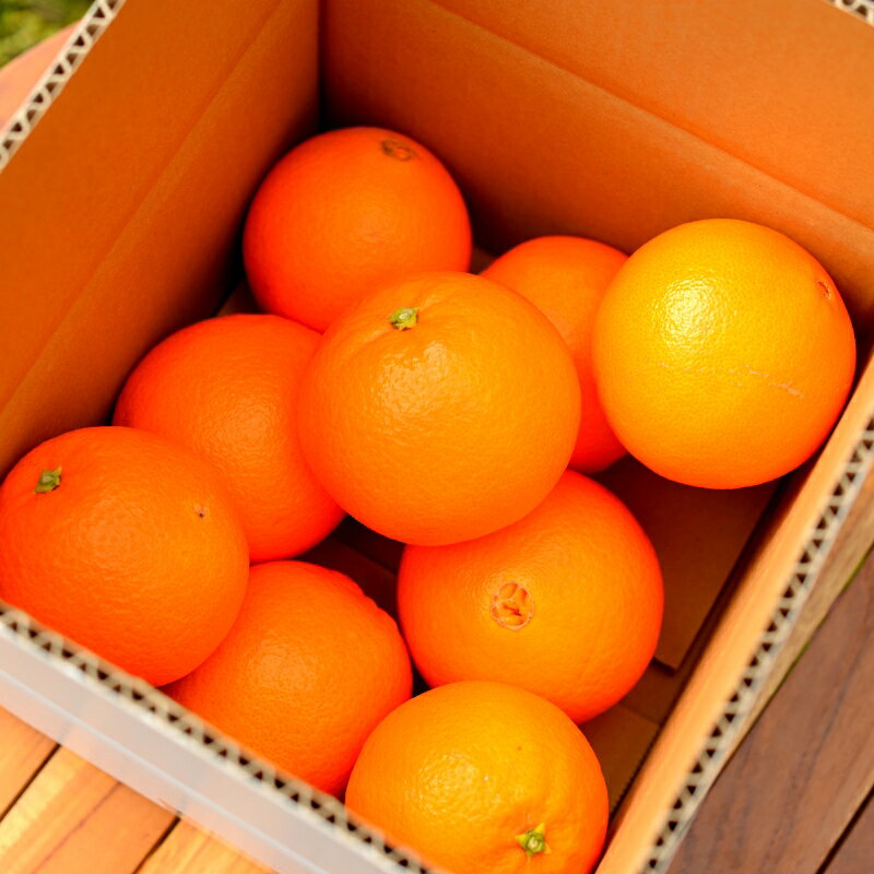 【ふるさと納税】【先行予約】ネーブルオレンジ【選べる容量2kg 5kg】※2026年3月上旬以降随時発送予定 / 田辺市 和歌山 みかん ミカン 柑橘 温州みかん フルーツ オレンジ ネーブル サムネイル2